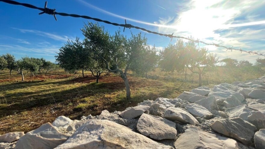 Pravilnom gnojidbom osigurava se nesmetan rast i razvoj zdravog i čvrstog ploda masline