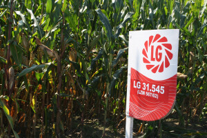 LG 31.545 hibrid kukuruza dao više od 15 tona suhog zrna po hektaru