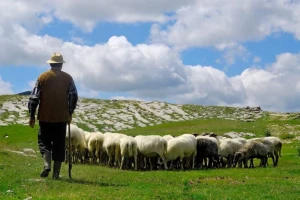 Rad na farmama: Posla ima, zainteresiranih nema