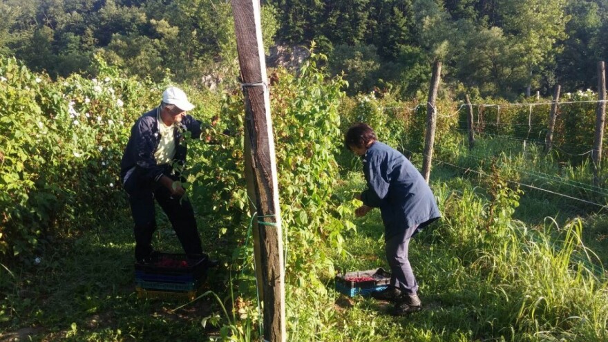 Utvrđena cena proizvodne maline u Srbiji
