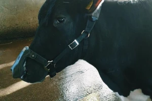 Maske za goveda smanjiće emisiju metana i do 60 odsto, da li su isplative?