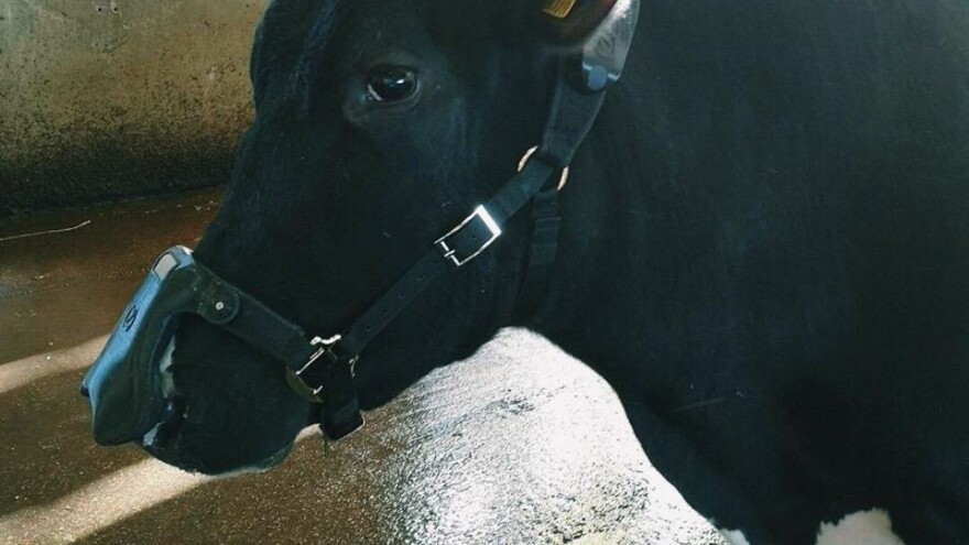 Maske za goveda smanjiće emisiju metana i do 60 odsto, da li su isplative?