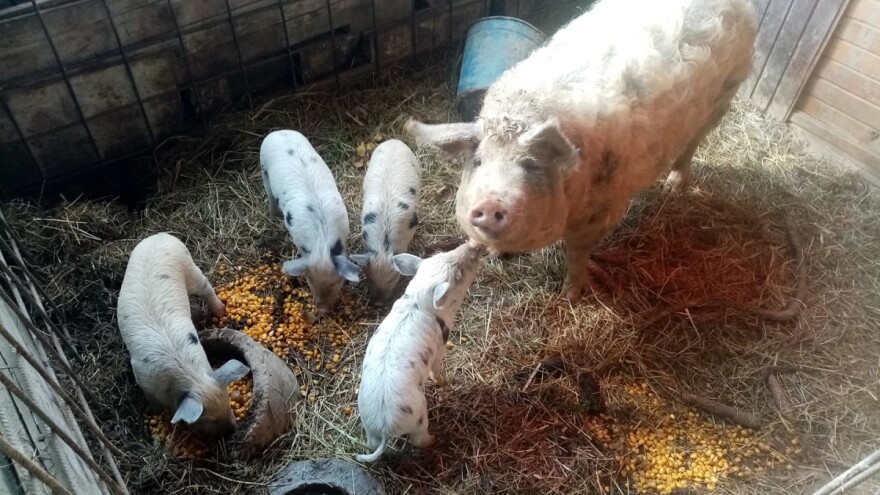 Turopoljske svinje Emanuela Starčevića preživjele prošlogodišnje kolinje