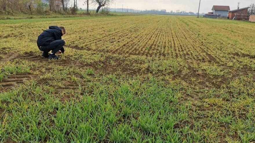 Visoke temperature izazvale virusno oboljenje pšenice i ječma