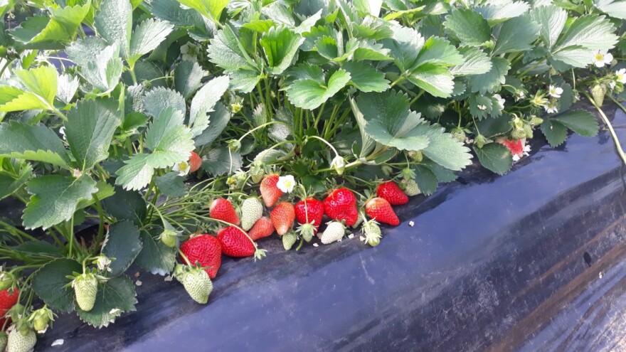 Prvi su plodovi već zreli, stižu vrgoračke jagode