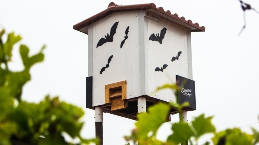 Slepi miševi čuvaju vinograde od grožđanog moljca