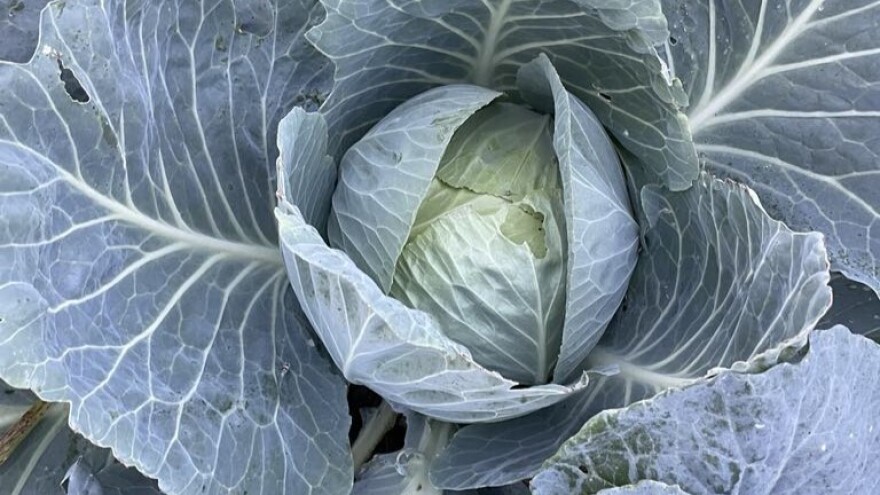 Rane sorte kupusa za plasteničku proizvodnju, prije glavne sezone