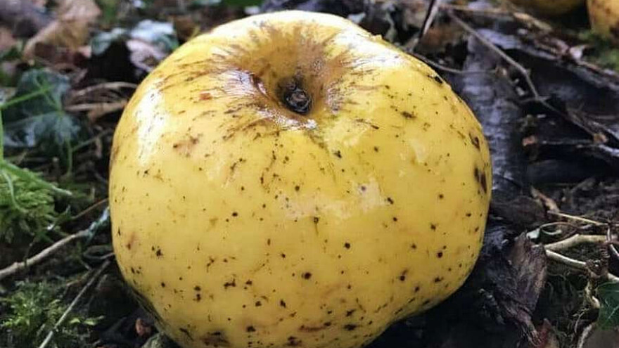 Šetao šumom i otkrio do sada nepoznatu staru sortu jabuke