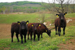 Tri brata Maturanec uzgajaju crne anguse, a imaju i vlastitu klaonicu