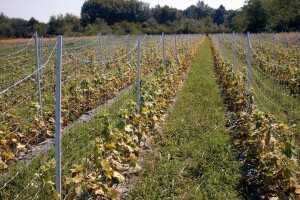 PVC stupovi za povrće, električne pastire i ograde imaju vijek trajanja 80 godina
