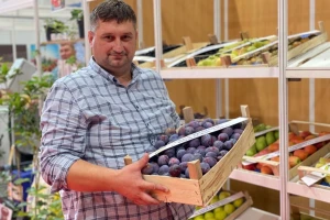Trećina ovogodišnjeg roda šljive će propasti?