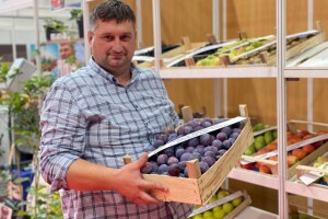 Trećina ovogodišnjeg roda šljive će propasti?