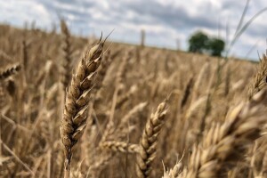 Žetva u punom jeku, otkupna cijene pšenice od 0,90 kn/kg?