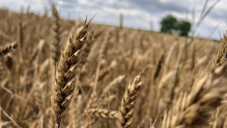 Žetva u punom jeku, otkupna cijene pšenice od 0,90 kn/kg?