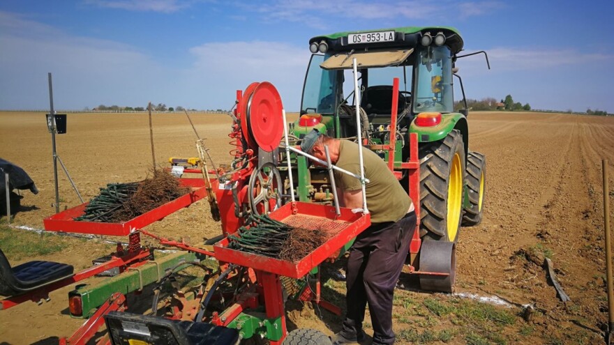 Pandemiji usprkos udahnuli život gotovo 100.000 biljaka u Erdutskim vinogradima