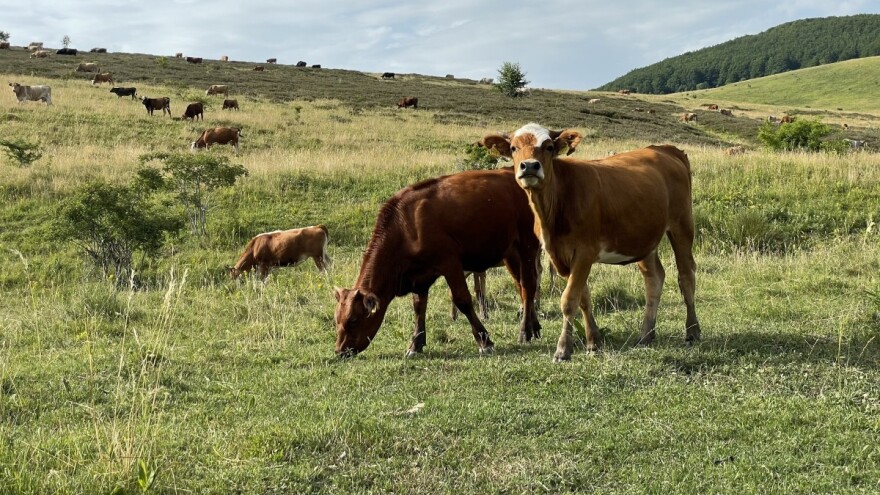 Omogućena ispaša na dodatnih 23.200 hektara šumskog zemljišta