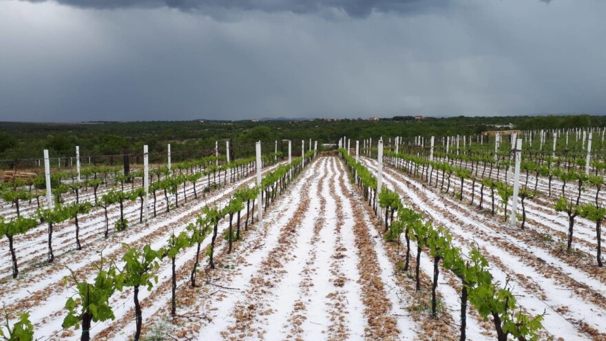 Tuča protutnjala i benkovačkim krajem, stradao vinograd Zvonimira Bačića