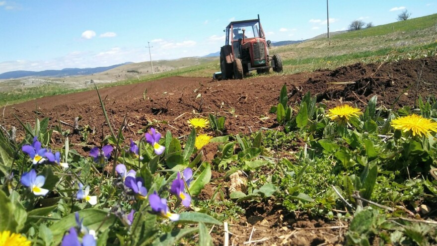 Od novinarke do poljoprivrednice - Valentina na Kupresu proizvodi potpuno prirodno povrće