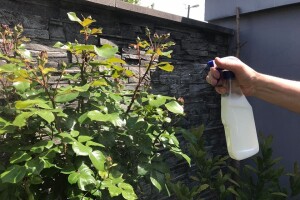 Kalcij iz mlijeka jača i štiti biljke - kako ga koristiti