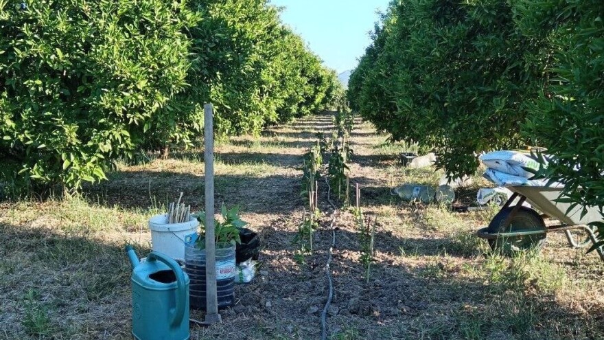 Lakša zaštita agruma od sredozemne voćne muhe? Objavljen novi popis registriranih sredstava