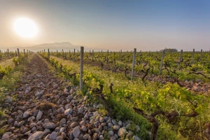 Najveći vinograd u Evropi se nalazi u jednoj od njenih najmanjih država