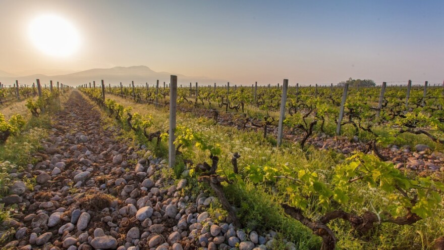 Najveći vinograd u Evropi se nalazi u jednoj od njenih najmanjih država