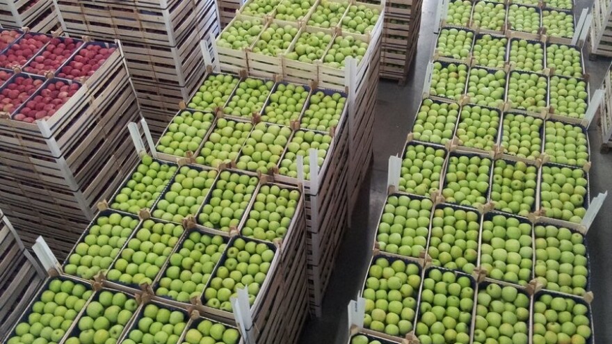 Proizvođači jabuke: Rod negde manji i za 30 odsto, zarade nema