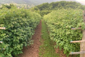 Kako zaštititi maline nakon kišnog razdoblja: Tretman za sve sorte