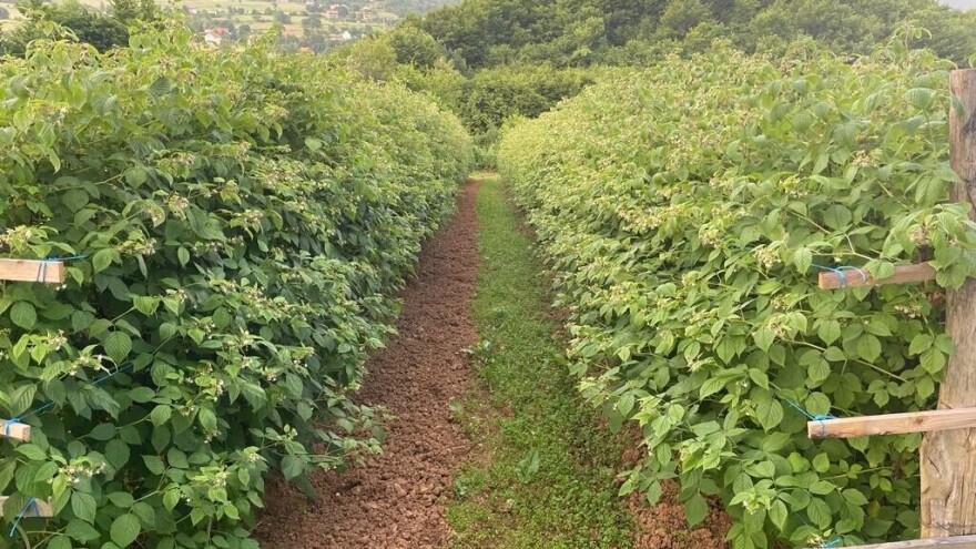 Kako zaštititi maline nakon kišnog razdoblja: Tretman za sve sorte