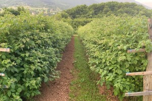 Kako zaštititi maline nakon kišnog perioda: Tretman za sve sorte