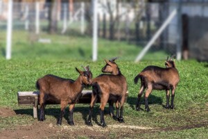 I dalje natprosječno toplo: Dobri preduslovi za pripremu jesenje sjetve