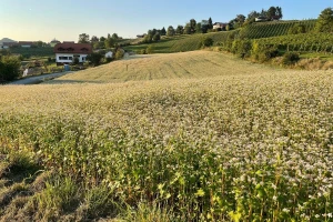 Heljda na planini Zlatar: Kvalitetom ispunjava sve kriterijume za izvoz