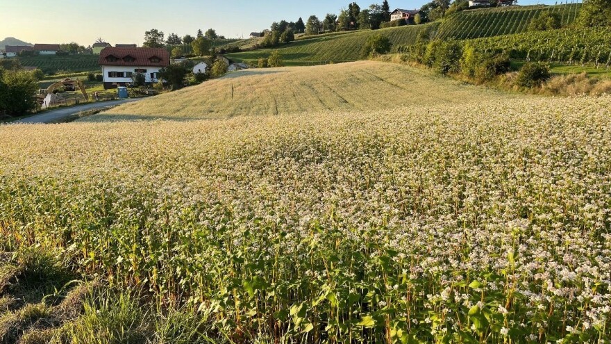 Heljda na planini Zlatar: Kvalitetom ispunjava sve kriterijume za izvoz
