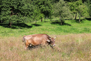 182,9 milijuna eura za promociju poljoprivredno-prehrambenih proizvoda EU