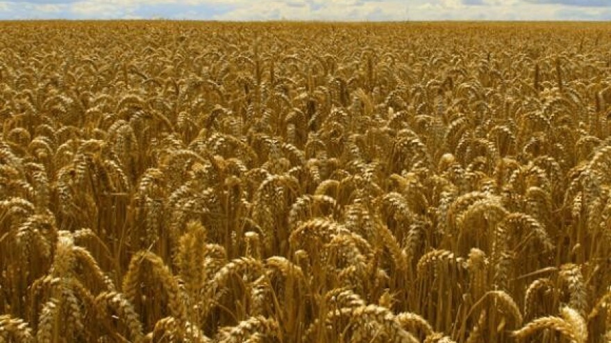 Tajni sastanak o cijeni pšenice