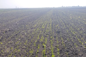 Cikade i lisne vaši u ozimim usevima. Potreban dodatan oprez