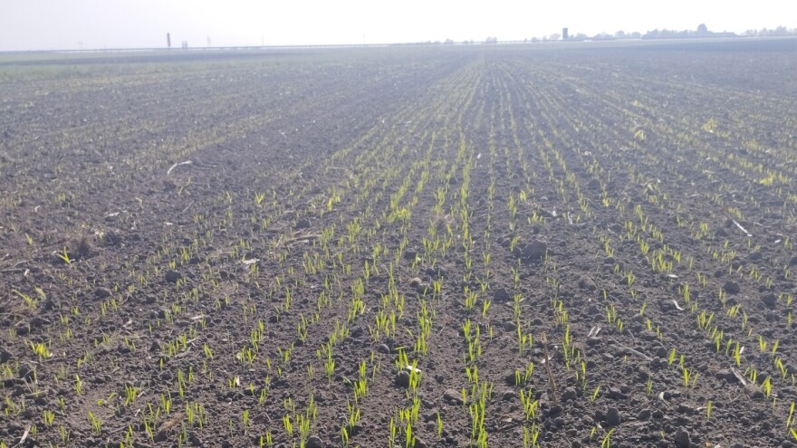 Cikade i lisne vaši u ozimim usevima. Potreban dodatan oprez