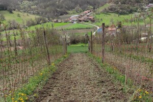Vrijeme je za početak zaštite u zasadima malina, kupina i borovnica