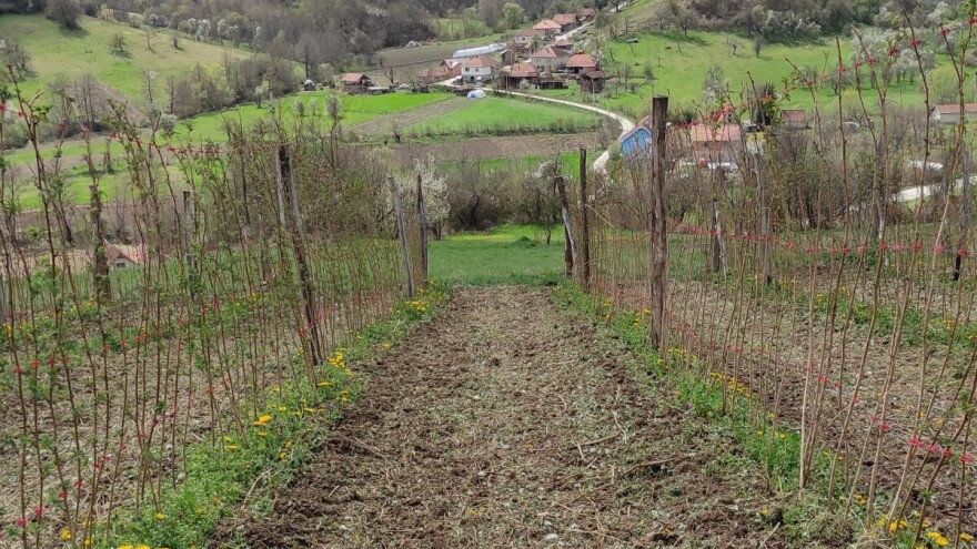 Vreme je za početak zaštite u zasadima malina, kupina i borovnica