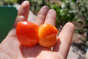 Duplo ljuta: Bliznakinje paprike na jednoj peteljci - raritet u Šumadiji
