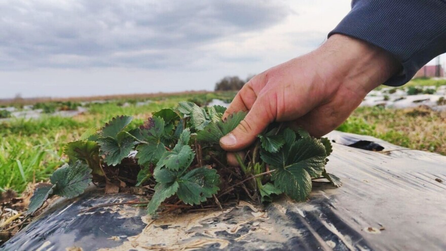 Evo kako detaljno pripremiti jagode za novu sezonu