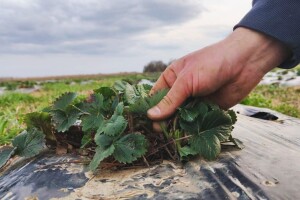Evo kako detaljno pripremiti jagode za novu sezonu