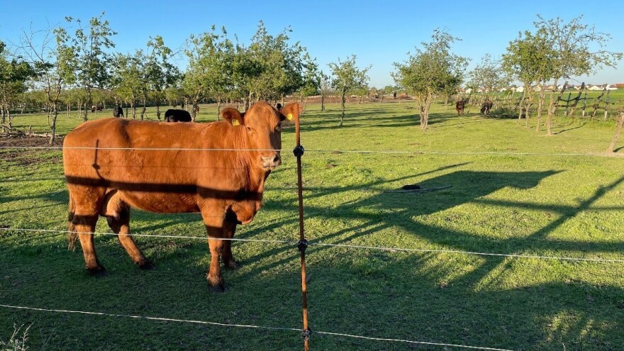 Rast primarne stočarske proizvodnje: broj goveda u 2021. veći za 13.850 grla