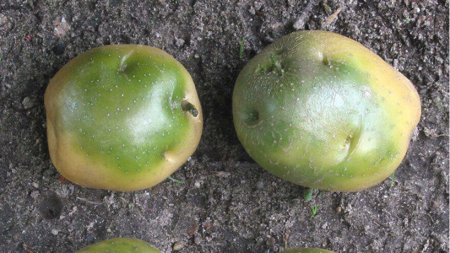 Zelenilo na krompiru - bezopasno ili otrovno?
