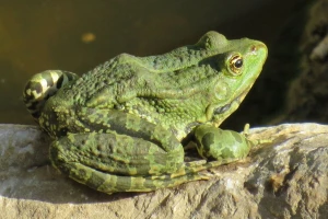 Žabe su najbolji insekticid u bašti - kako ih privući