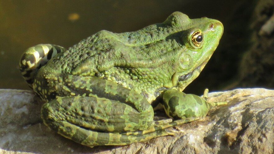 Žabe su najbolji insekticid u bašti - kako ih privući