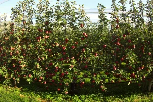 Novi sustav uzgoja voćaka smanjuje upotrebu pesticida za 20 posto