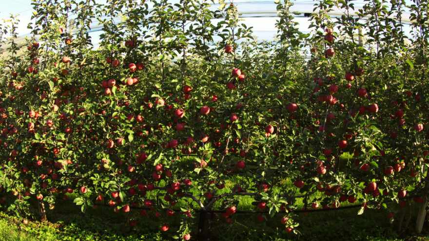 Novi sustav uzgoja voćaka smanjuje upotrebu pesticida za 20 posto