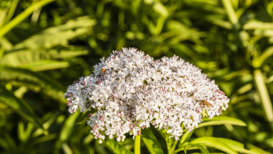 Abdovina - moćan diuretik, ljekovita  za ljude i životinje