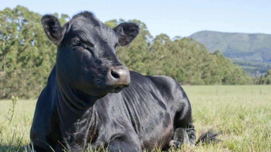 Brdska područja BiH idealna za škotska goveda